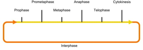 The 4 Mitosis Phases Prophase Metaphase Anaphase Telophase