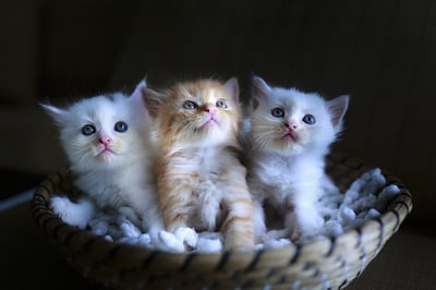 body-kittens-three-cc0