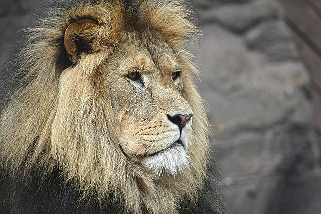body-male-lion-leo