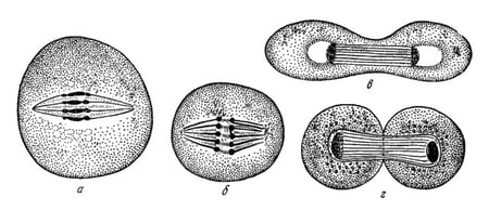body-mitosis-illustration
