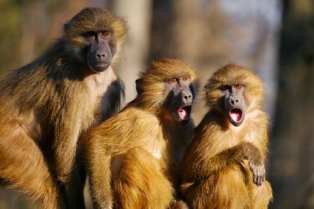 body-monkeys-shocked