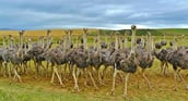 body-ostriches-cc0-pixabay