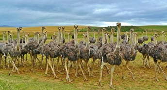dbq example essay body-ostriches-cc0-pixabay
