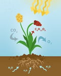 body-photosynthesis-cc0