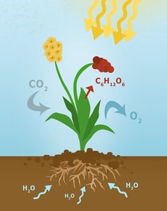 body-photosynthesis-cc0