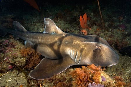 body-port-jackson-shark
