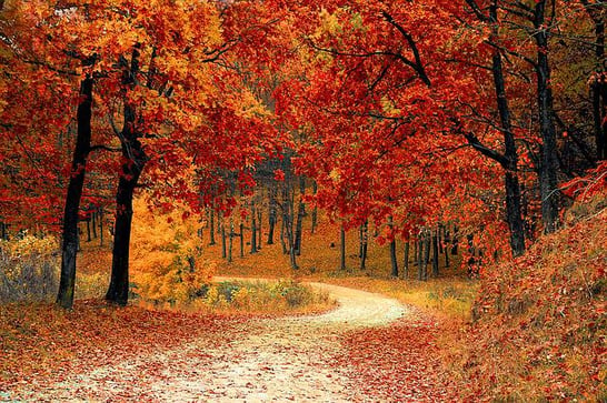 body-road-autumn-fall-leaves-cc0
