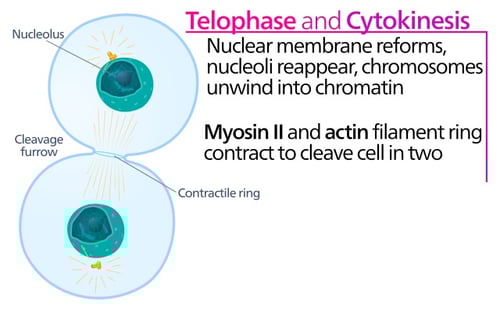 how to write a newspaper article about mitosis body-telophase