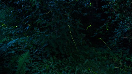 body-time-lapse-fireflies