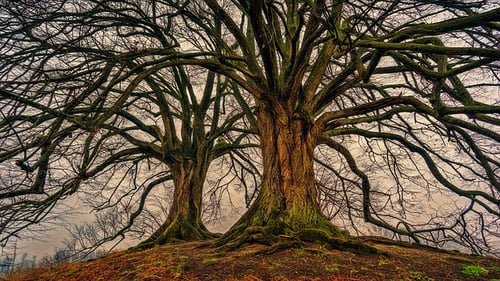 in writing an argumentative essay you have to use only body-tree-trunks-5