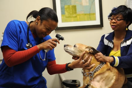 body-veterinarian-examining-dog