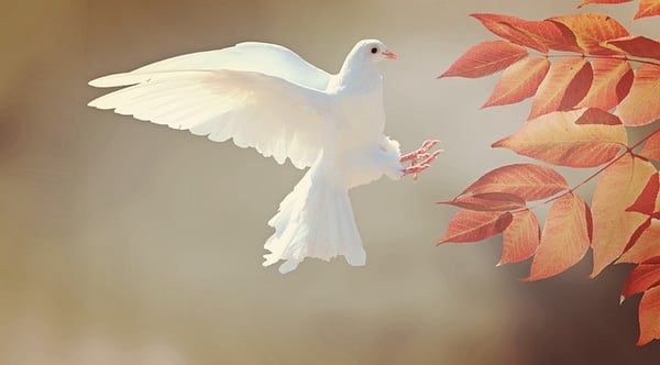 body-white-dove-tree