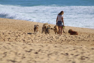 body-woman-dog-walking-beach-cc0-pixabay