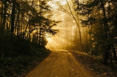 body-yellow-wood-road-not-taken