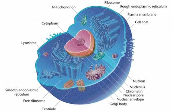 1.2 Study Guide Ultrastructure of Cells revised (1).docx 