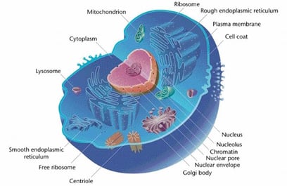 body_actscienceanimalcell.jpg