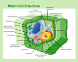 body_actscienceplantcell.png