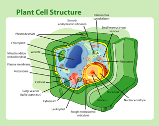 body_actscienceplantcell.png