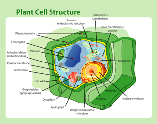 body_actscienceplantcell.png body_actscienceplantcell.png