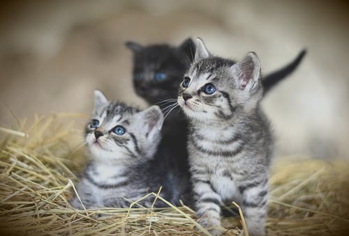 body_adorable_kittens