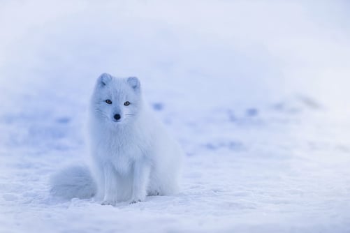 body_arctic_fox