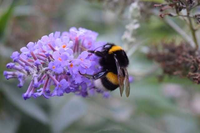 The 11 Types Of Bees You Should Know