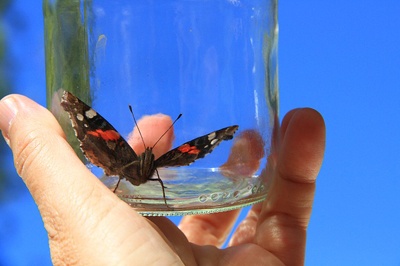 body_butterfly-1.jpg body_butterfly-1.jpg