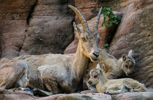 body_capricorn_goats_family