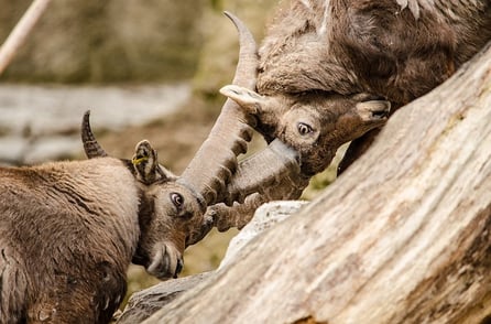 body_capricorn_goats_fighting