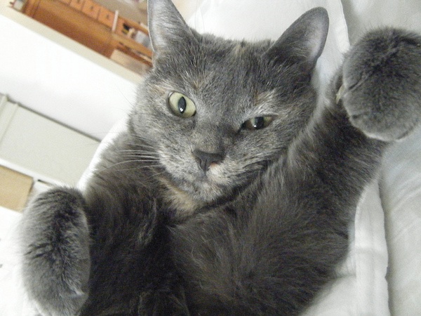 Updated Act Essay Scoring Completely Explained