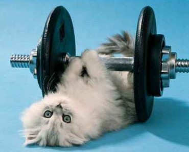 body_catworkout.jpg body_catworkout.jpg