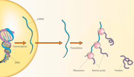 body_centraldogma.png