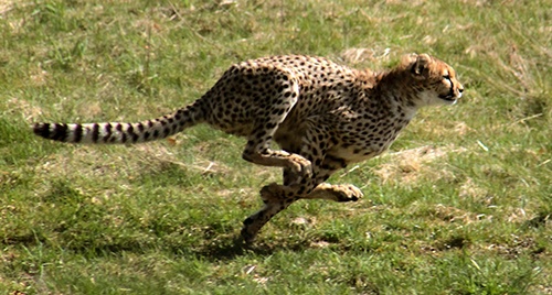 body_cheetah