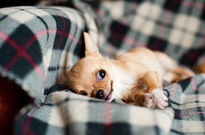 body_chihuahua.jpg body_chihuahua.jpg