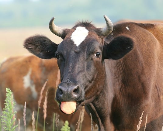 caltech admissions essay prompt body_cow-2
