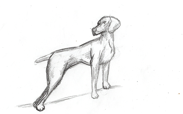 Featured image of post How To Draw A Realistic Dog : To draw a realistic dog, you need to have great skills in drawing, or you may need to polish your skills more.