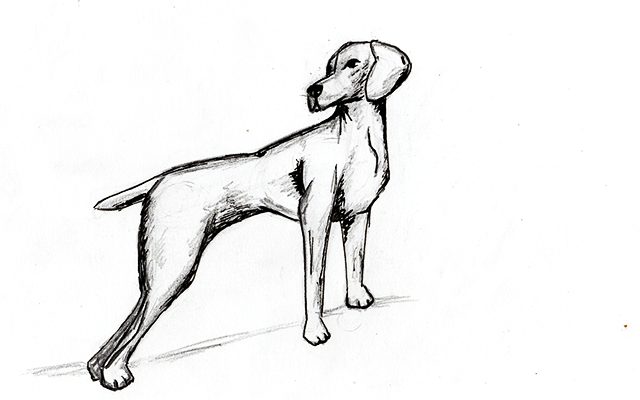 11 Easy Steps For How To Draw A Dog