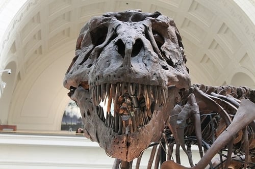 science projects 3 year olds body_dinosaurbones
