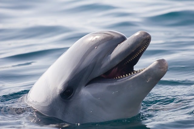 tufts essays reddit body_dolphin2