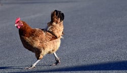 body_escaped_chicken