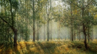 body_forest-1.jpg body_forest-1.jpg