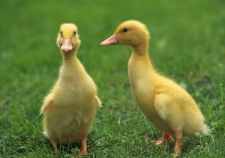 body_fuzzyducks