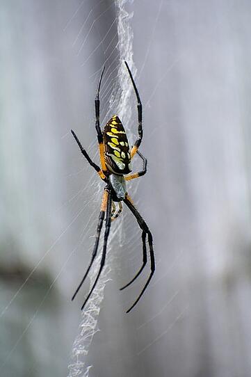 Yellow garden spider