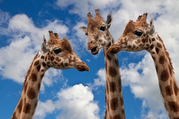body_giraffes.jpg