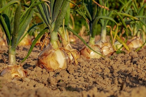 body_growing_onions_garden