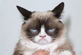 body_grumpycat