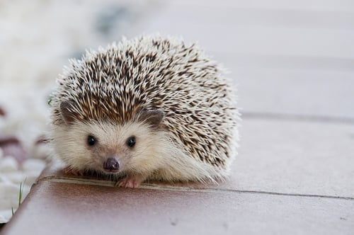 achievement essay for college body_hedgehog