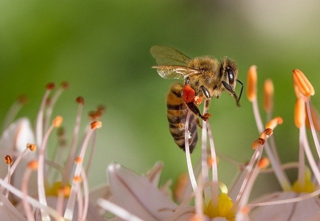 The 11 Types of Bees You Should Know · PrepScholar