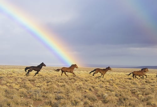 body_horses_rainbow