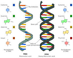 body_ibnucleicacids.jpeg body_ibnucleicacids.jpeg